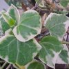 senecio macroglossus variegata